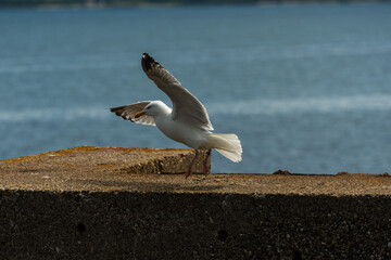 A close-up image of a seagull preparing to take off from a rock ledge with its wings fully extended. The bird is captured in a dynamic pose against a blurred ocean background, showcasing the elegance 