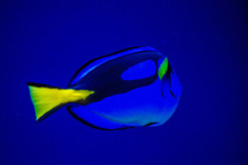 Ein Paletten-Doktorfisch (Paracanthurus hepatus) schwimmt im Wasser