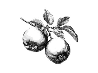 Medlar fruit vintage engraving, black ink botanical sketch, retro health food illustration, hand-drawn natural style, antique fruit art, rustic kitchen decor, herbal plant print