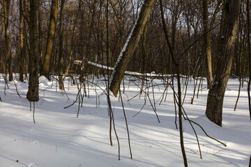 Ukraine Kyiv Kyiv parks on a cloudy winter day