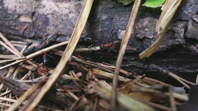 A close view captures ants collaborating to move food items along the ground near a log in a forest. The activity showcases their teamwork and the intricate ecosystem at play.