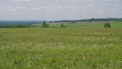 A Vibrant Meadow Landscape featuring Beautiful Wildflowers and Rolling Green Hills