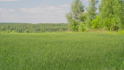 Fototapeta premium A picturesque Lush Green Field adorned with Trees set against a beautiful Blue Sky