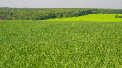 A lush green field is surrounded by a vibrant forest, creating a picturesque scene