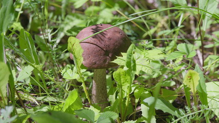 A Beautiful Mushroom is Growing Amidst the Lush Greenery of Its Natural Habitat, Radiating Wonder