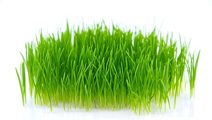 green grass isolated on white