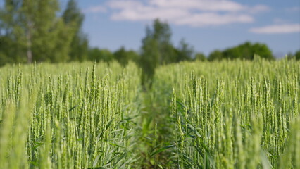 A Beautiful Lush Green Hemp Field Spreading Across The Land Under A Clear Blue Sky