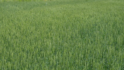 This beautiful lush green wheat field was artistically captured during the serene sunrise