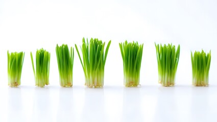 green grass isolated on white