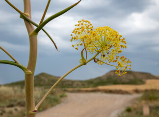 Angelica archangelica plant with beautifull landscape as background