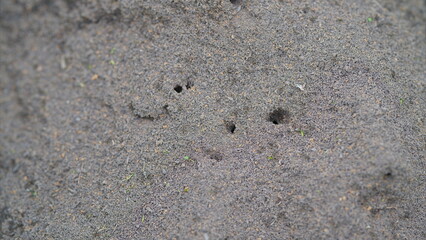 A Busy Ant Colony foraging on the Forest Floor, showcasing natures intricate dynamics