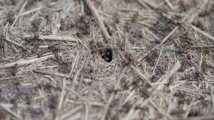 An extreme closeup of ants and their nest in a natural habitat shows intricate details