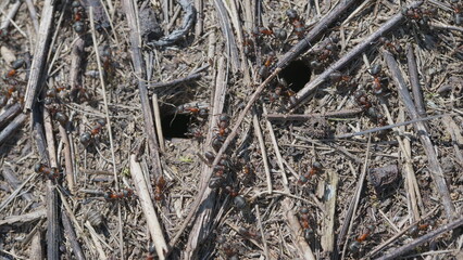 A CloseUp View of Ants Interacting with Each Other in their Natural Habitat and Environment
