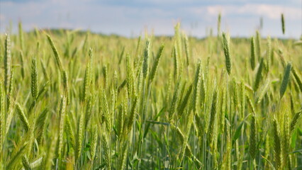 A Vibrant and Lush Green Wheat Field Sprawling Out Under the Expansive Clear Blue Sky
