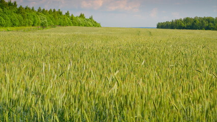 A Beautiful Lush Green Wheat Field that Extends Far Beneath a Bright, Expansive Sky