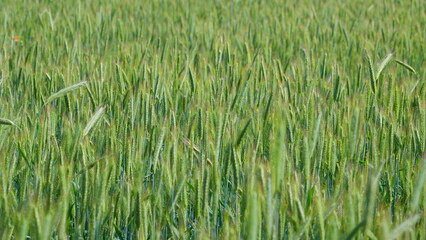 A Lush and Vibrant Green Field Thriving Beautifully Beneath the Bright Sunlight of a Clear Day