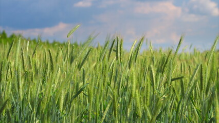 A Lush Green Wheat Field Positioned Under a Vast and Cloudy Sky Full of Potential