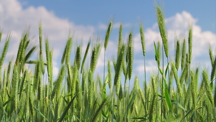 Fototapeta premium A Lush Green Wheat Field Flourishes Under a Bright and Clear Blue Sky Full of Sunshine
