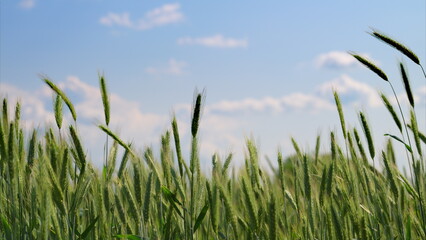 A Beautiful Lush Green Wheat Field Stretching Under a Vast, Clear Blue Sky Above