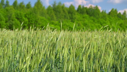A green wheat field stretches under a blue sky, showcasing natures beauty and bounty