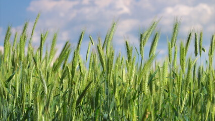 A Beautiful and Vibrant Wheat Field Bathed in Warm Sunshine Under a Clear Blue Sky Above