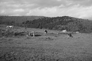 cows in the field