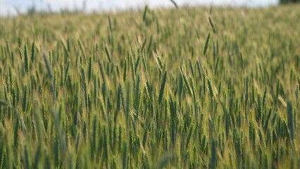 A Beautiful Lush Wheat Field on a Bright and Sunny Day, Perfect for Agricultural Photography