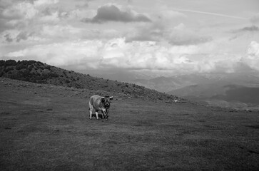 cows in the mountains
