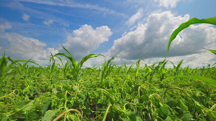 A Vast, Lush Green Field Under a Bright, Clear Sky, Overflowing with Life and Natural Beauty