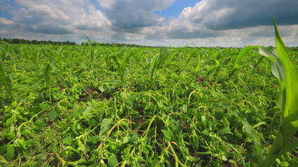 A Lush and Vast Green Field Sprawls Elegantly and Beautifully Beneath a Cloudy Sky Above