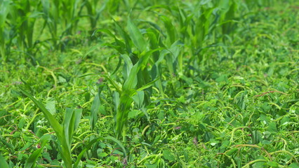 A lush green corn field thriving, surrounded by rich ground cover and abundant life