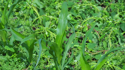 A Beautiful Scene of Lush Green Vegetation Flourishing in a Wide Open Field Area