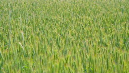 A Beautiful and Lush Green Field, Radiantly Illuminated by the Warm Embrace of Sunlight