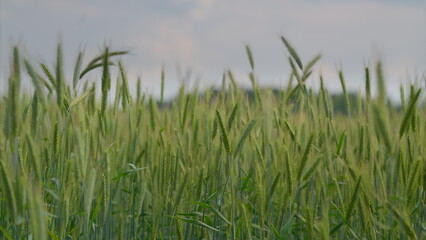 A Beautiful and Lush Green Wheat Field Spreading Out Under a Vast Cloudy Sky Above It