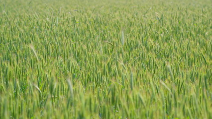 The Vibrant Green Wheat Field During the Early Days of Summer is Truly Breathtaking and Inspiring