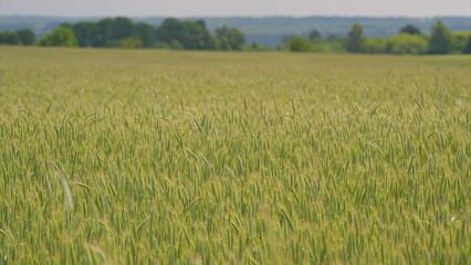 A Vibrant Wheat Field Extending Under a Beautiful Clear Sky with Bright Sunlight