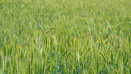 A Beautiful and Vibrant Green Wheat Field Bathed in Bright Sunlight on a Sunny Day