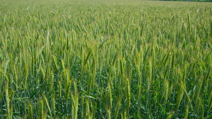 A Lush and Vibrant Green Wheat Field That is Completely Prepared for the Harvesting Season
