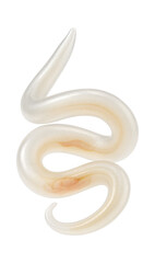 Fototapeta premium Anisakis larva with coiled, translucent body and visible digestive tract