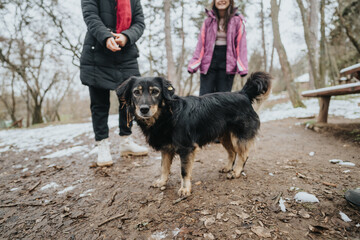 Black dog standing in a snowy forest area while people engage in outdoor activities and enjoy the...