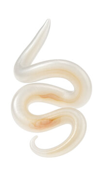 Anisakis larva with coiled, translucent body and visible digestive tract