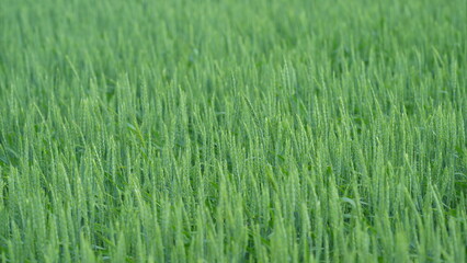 Lush Green Rice Field in the Growing Stage, Vibrantly Alive with Natures Beauty and Growth