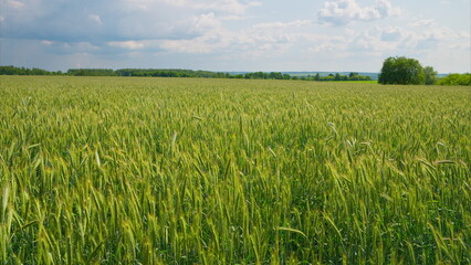 Obraz premium An Expansive Green Wheat Field Spreading Out Beneath a Beautiful Cloudy Sky Above