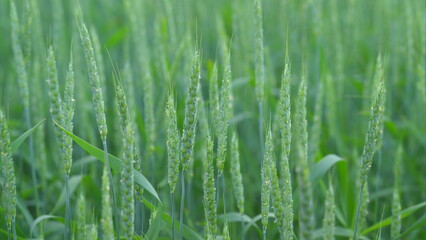 A Vibrant and Lush Green Wheat Field Adorned with Sparkling Dewdrops in the Morning Light