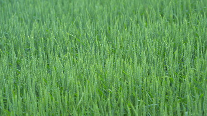 The Lush Green Rice Field is adorned with Glimmering Dew Drops in the Morning Light