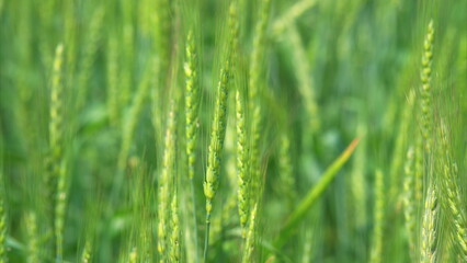 A vibrant green grass field is depicted here, showcasing its early growth stage beautifully
