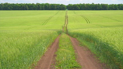 A beautiful and idyllic rural pathway, meandering through lush green fields filled with life
