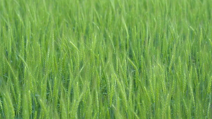 Expansive Lush Green Wheat Field Beautifully Illuminated Under the Bright Sunlight