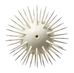 Obraz premium White sea urchin with smooth, ivory-colored spines and round form