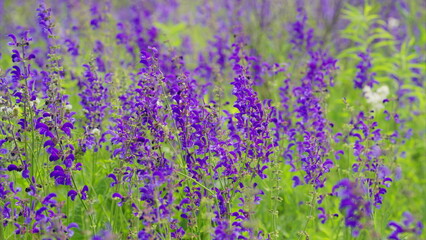 Vibrant and Beautiful Purple Wildflowers are in Full Bloom, Radiating Brilliant Colors